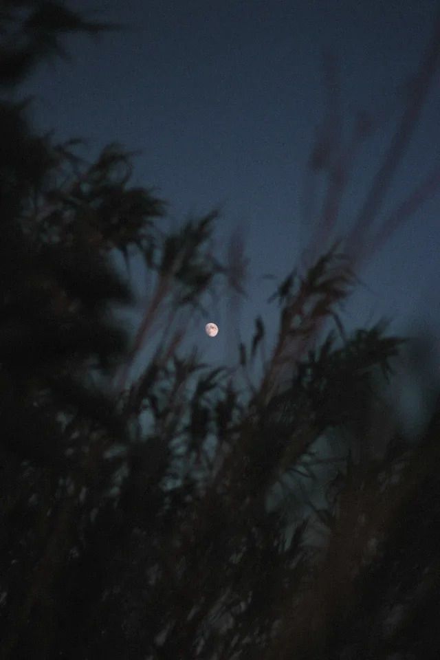That Night of Joy and Wounds